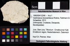 Foto (Objket + Etiketten) von Gastrosacus levocardiacus (Robins, Feldmann & Schweitzer, 2013) 